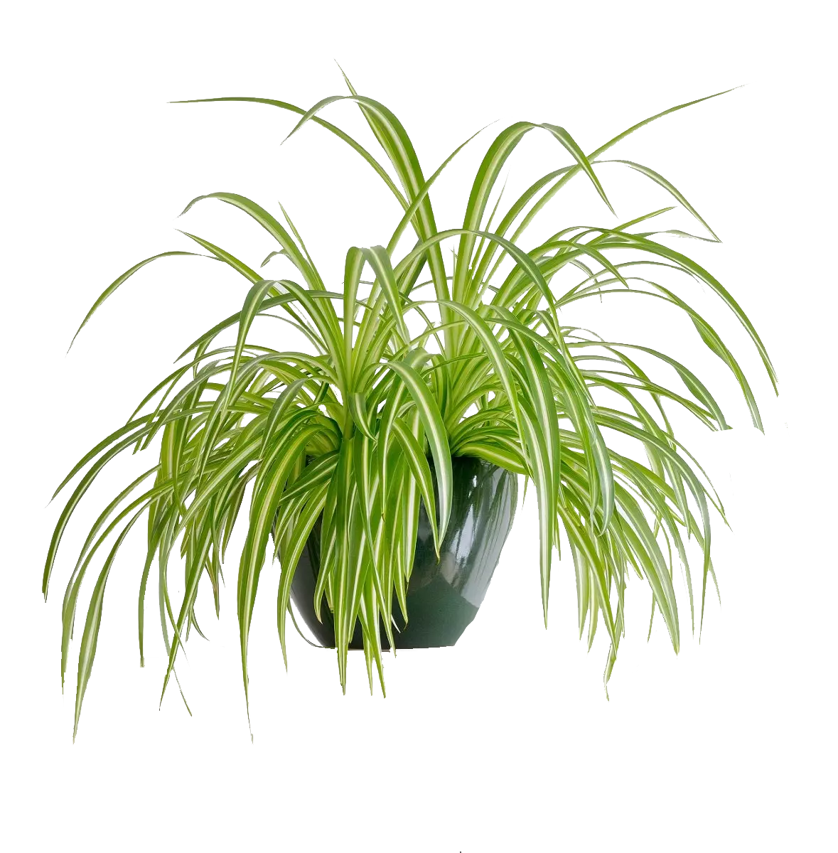 spider plant